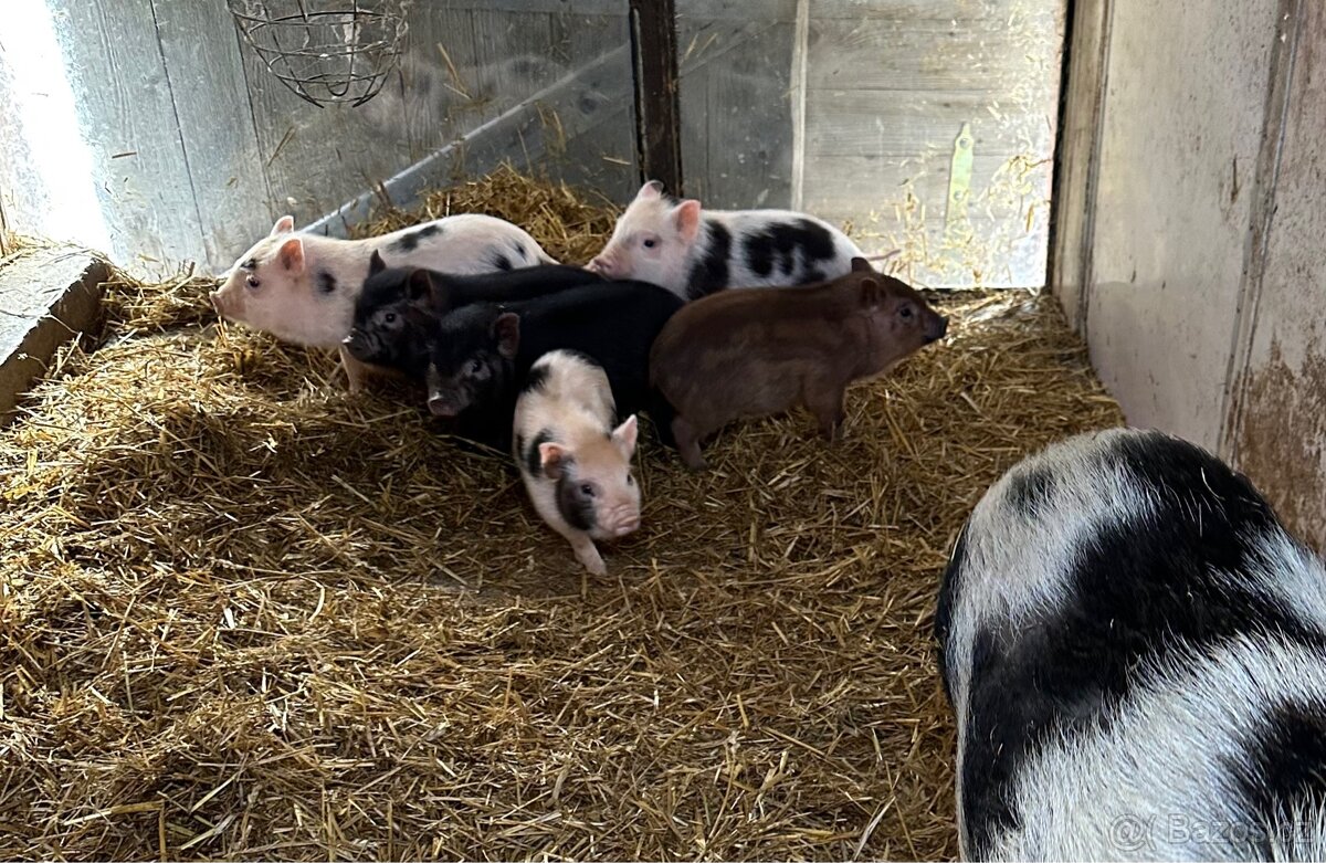 Vietnamské prase - 2