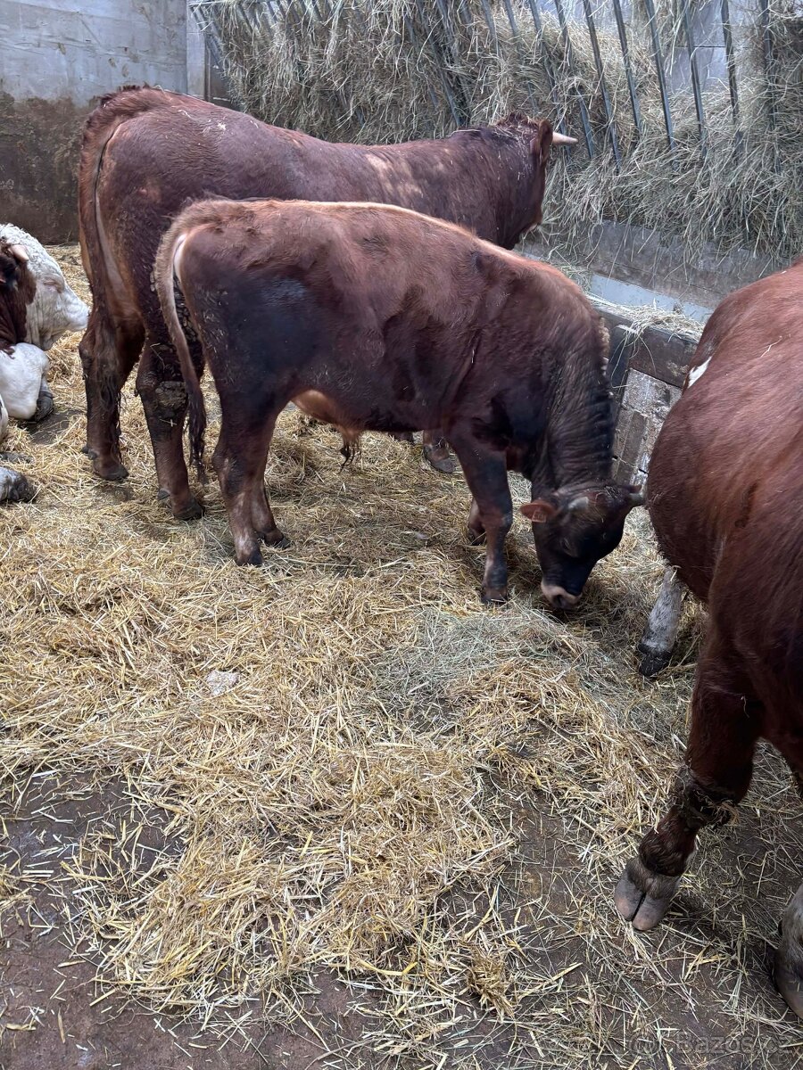 Prodej býka jersey - 2