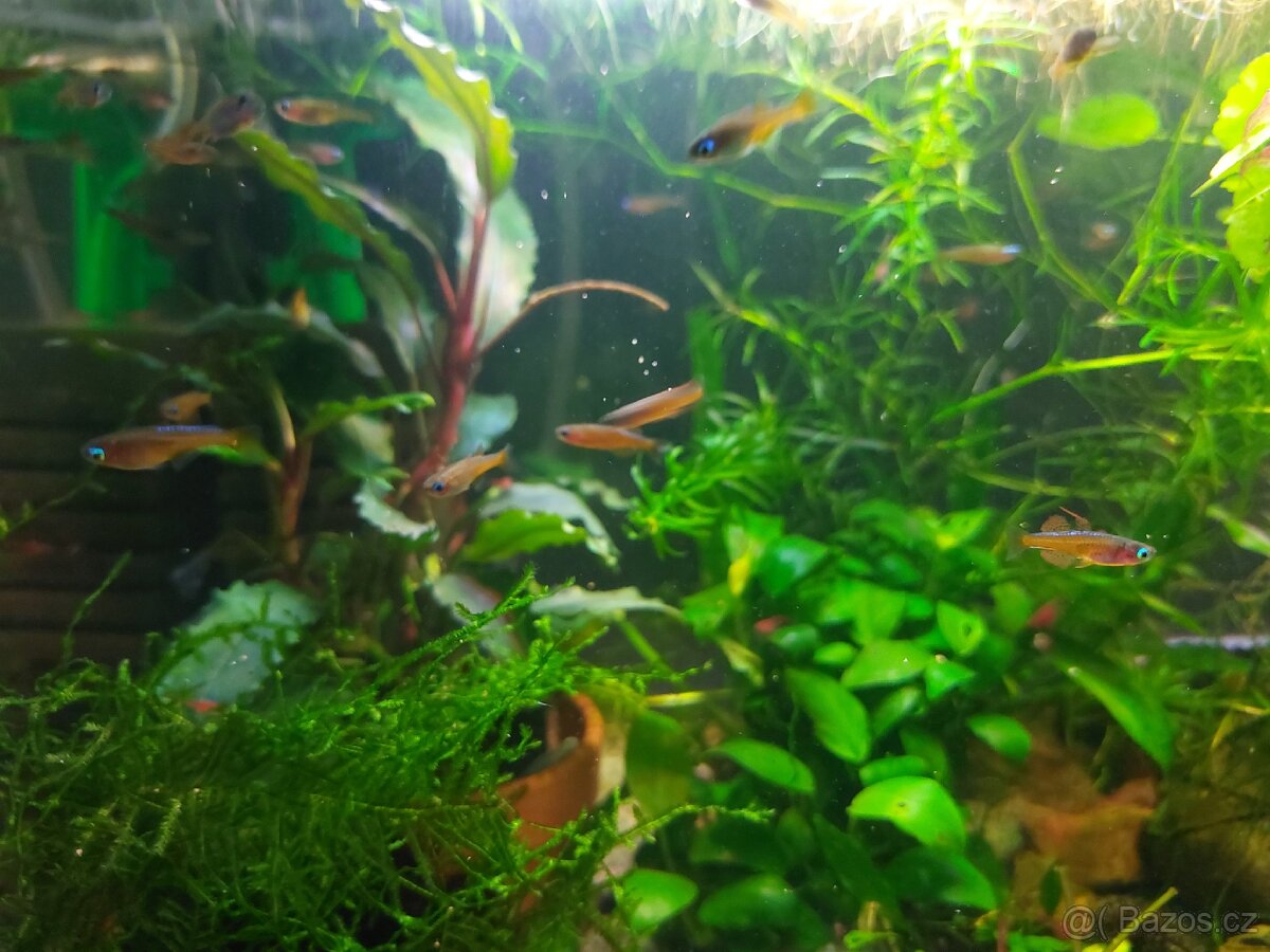 Duhounek Luminatus - 2