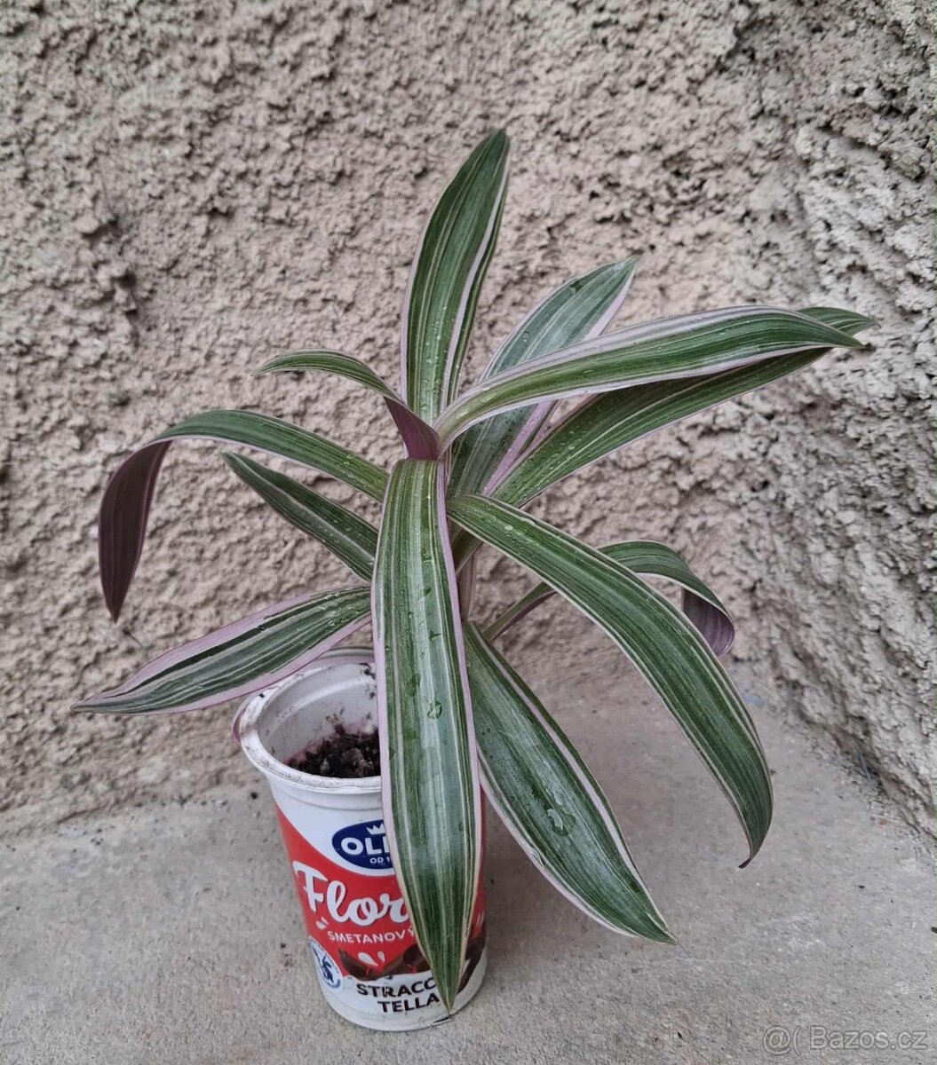 Rhoeo Spathaceae - 2