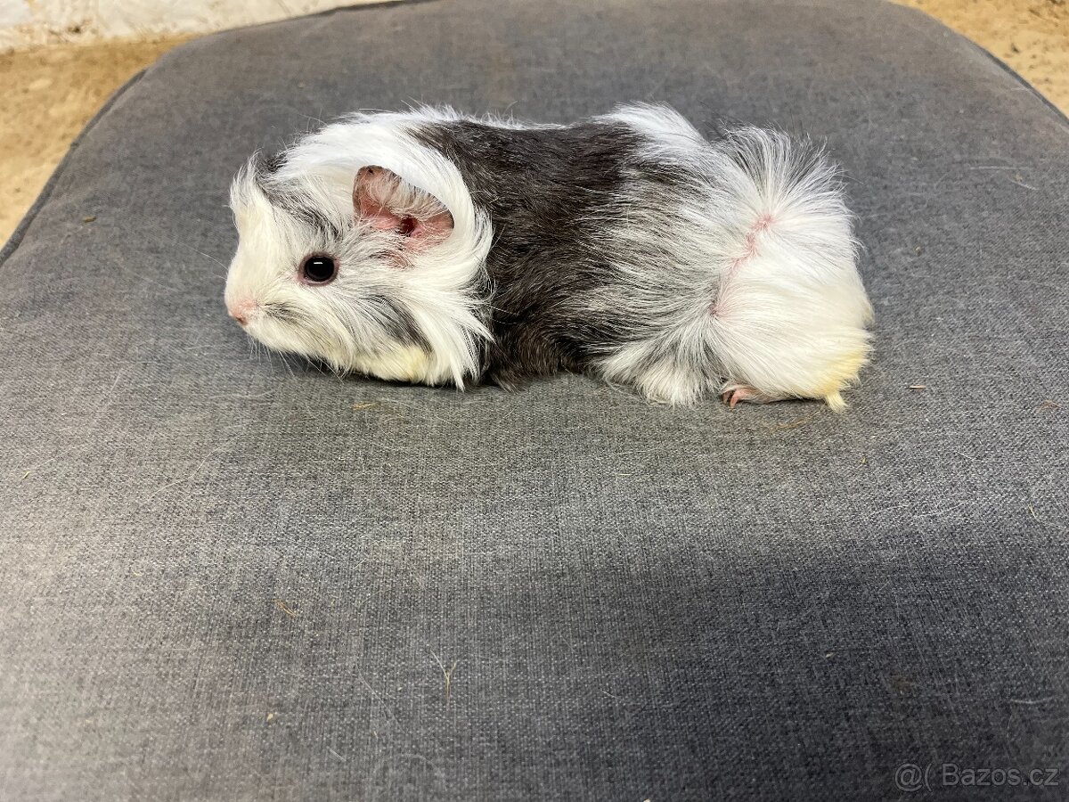 morče, morčata - peruánec prodej - 2