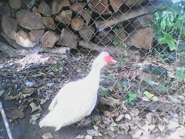 kačer pižmovka - 2