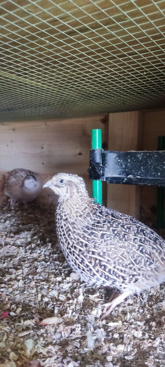 NV křepelky japonské - 2