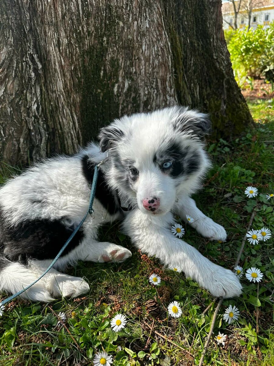 border kolie blue merle - 2