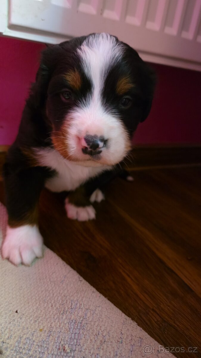 Bernský salašnický pes s PP - 2