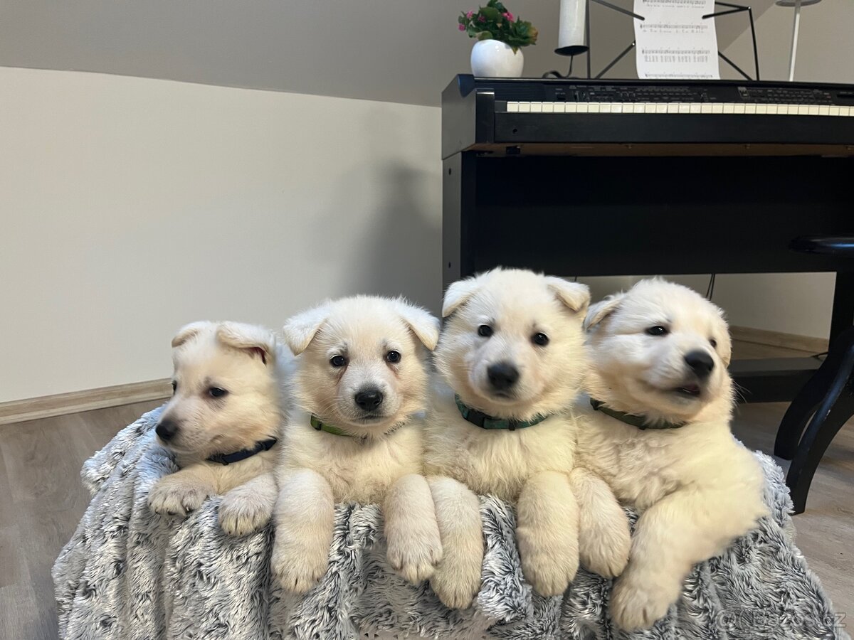 Švýcarský bílý ovčák - 2