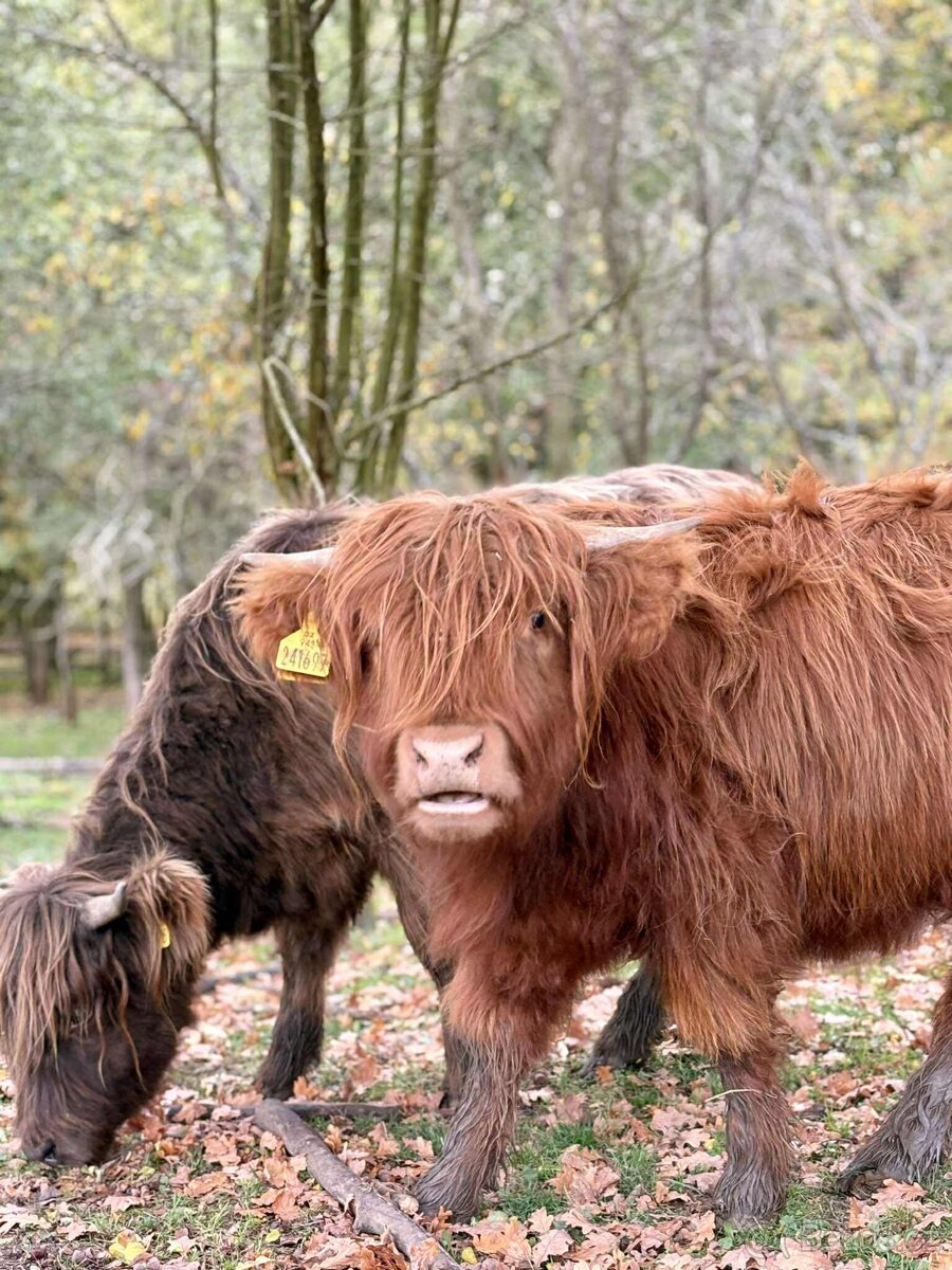 Skotský náhorní skot - 2