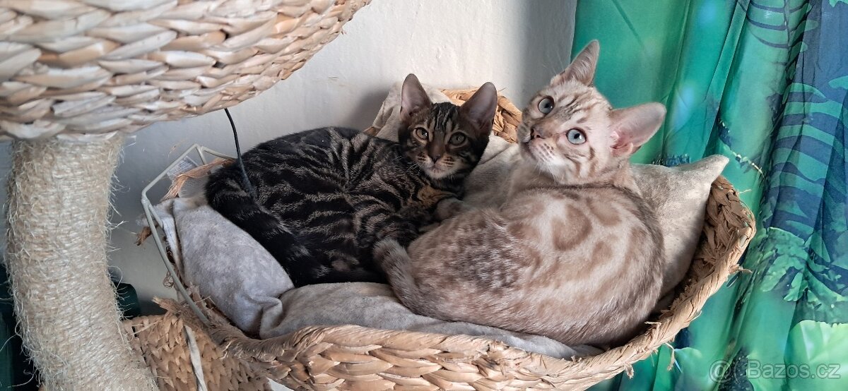 Bengálská kočka - kotě s PP - 2