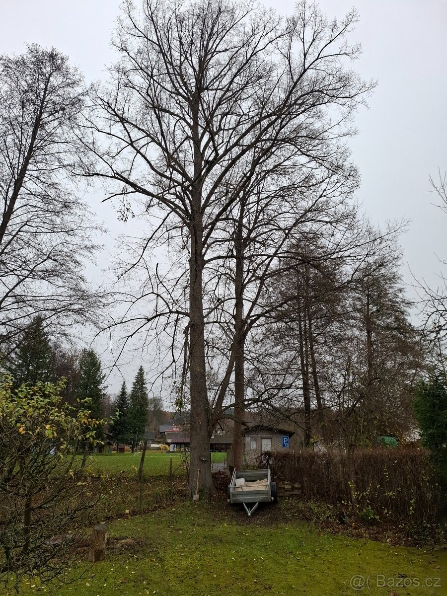 daruji za pokácení - 2