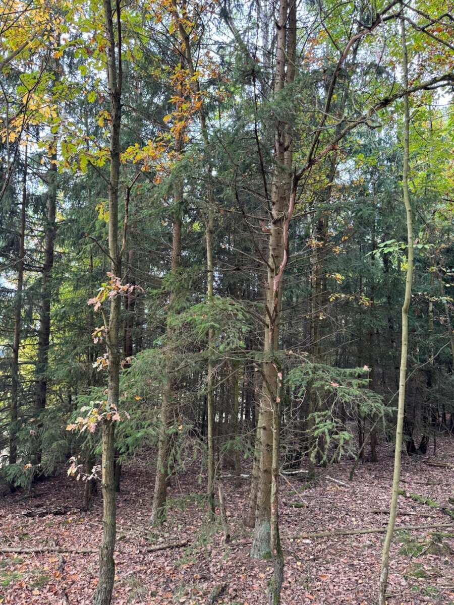 Prodej lesních pozemků v k.ú. Doubrava nad Vltavou - 2