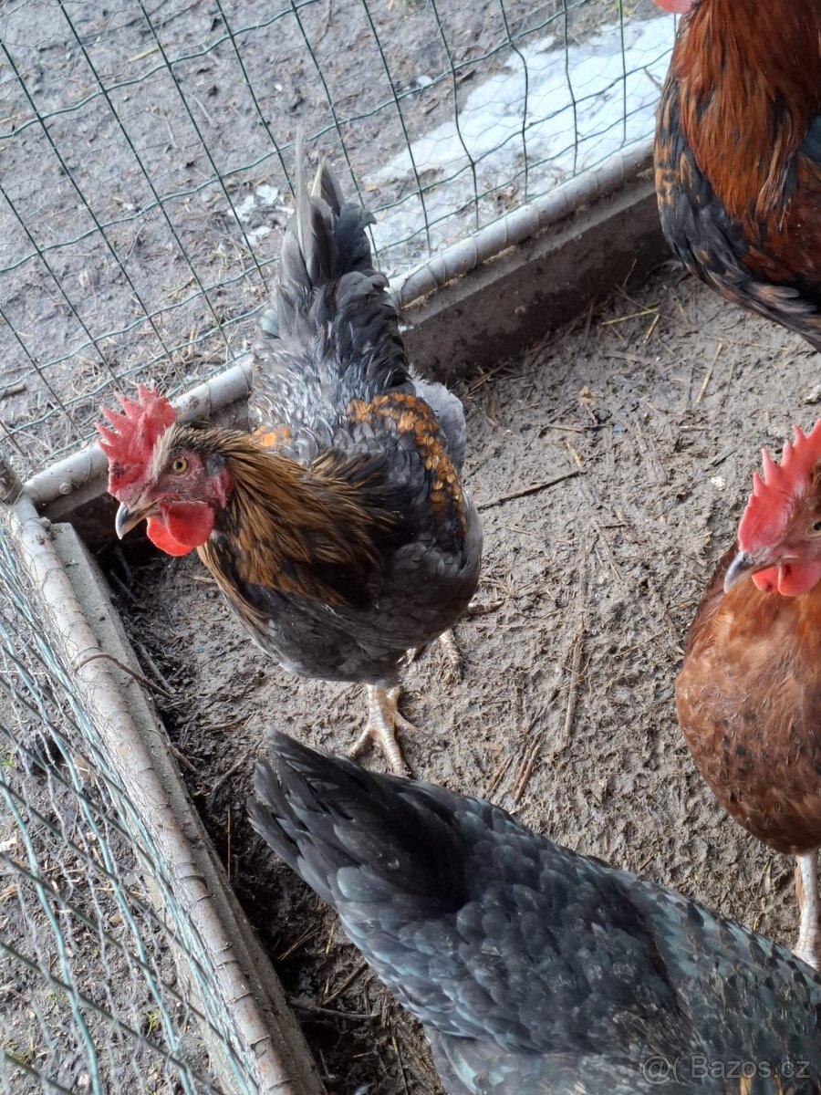 Kohout dvorkový mix - 2