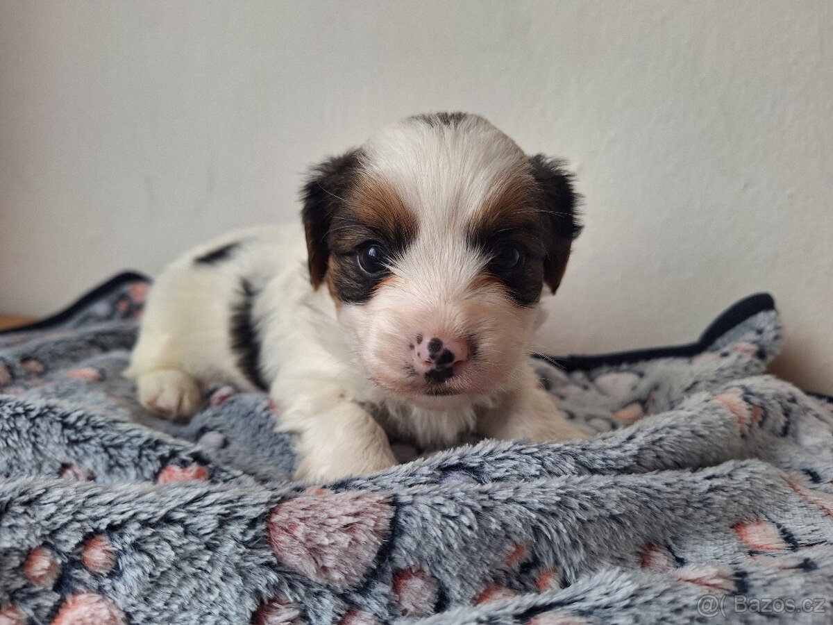 Biewer jorkšírský teriér pejsek - 2