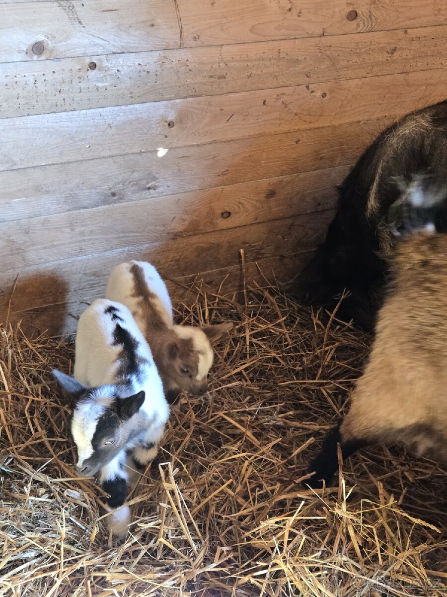 Prodám holandské zakrslé kozy - 2