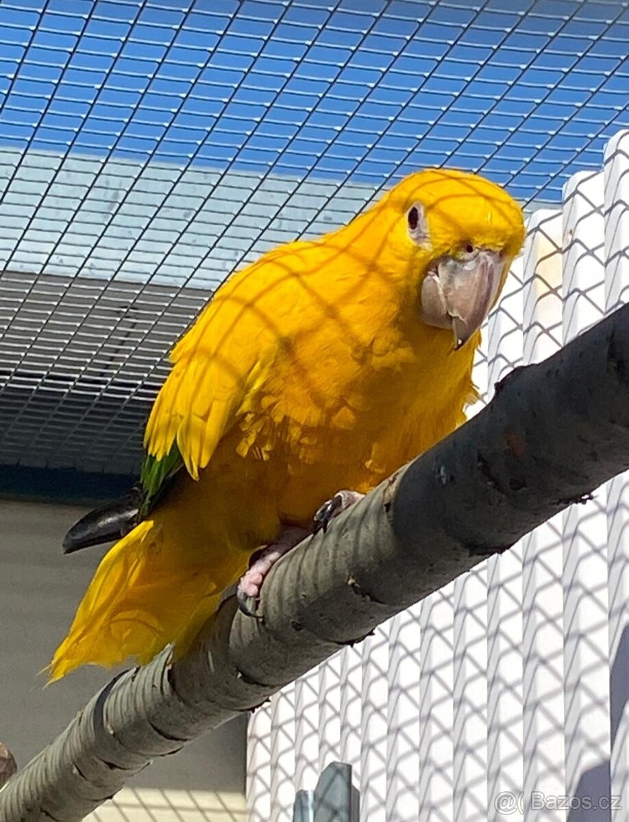 Aratinga žlutý 0,1 ( Guaruba guarouba) - 2