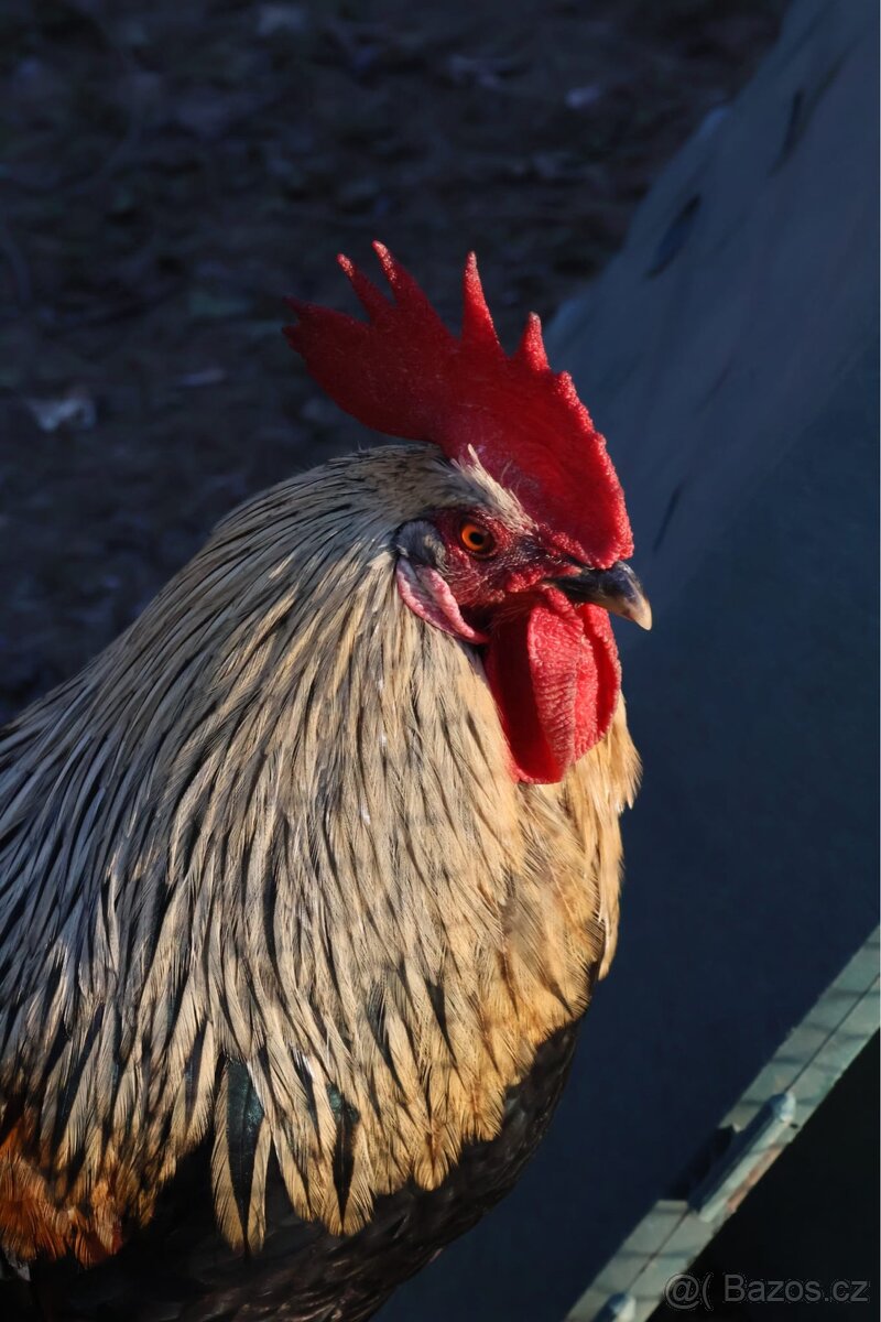 Kohout - 2