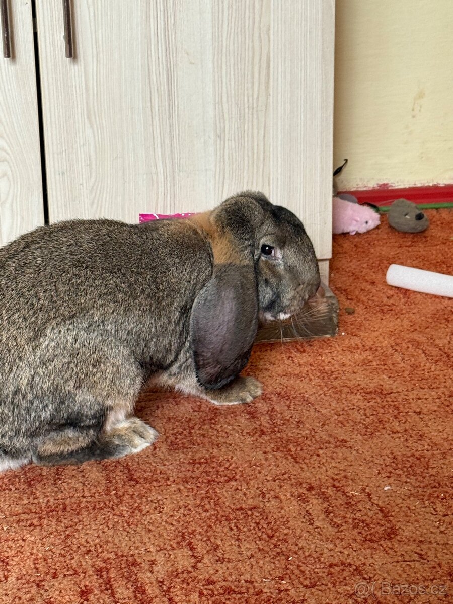 Francouzský beran - 2