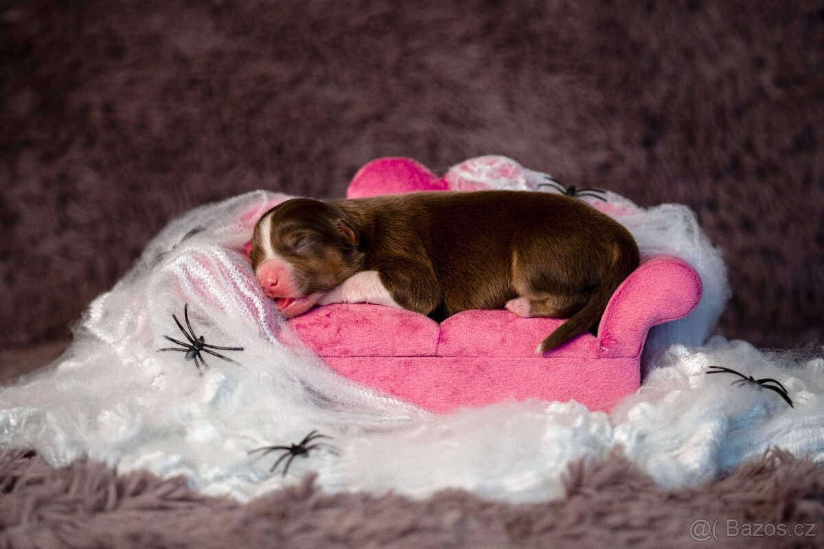 Miniaturní americký ovčák s PP - 2