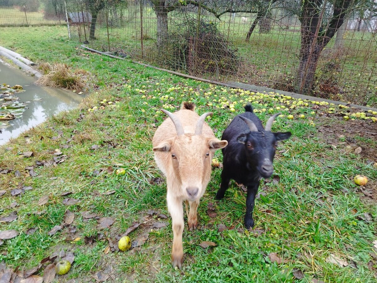 Holandská zakrslá koza - 2