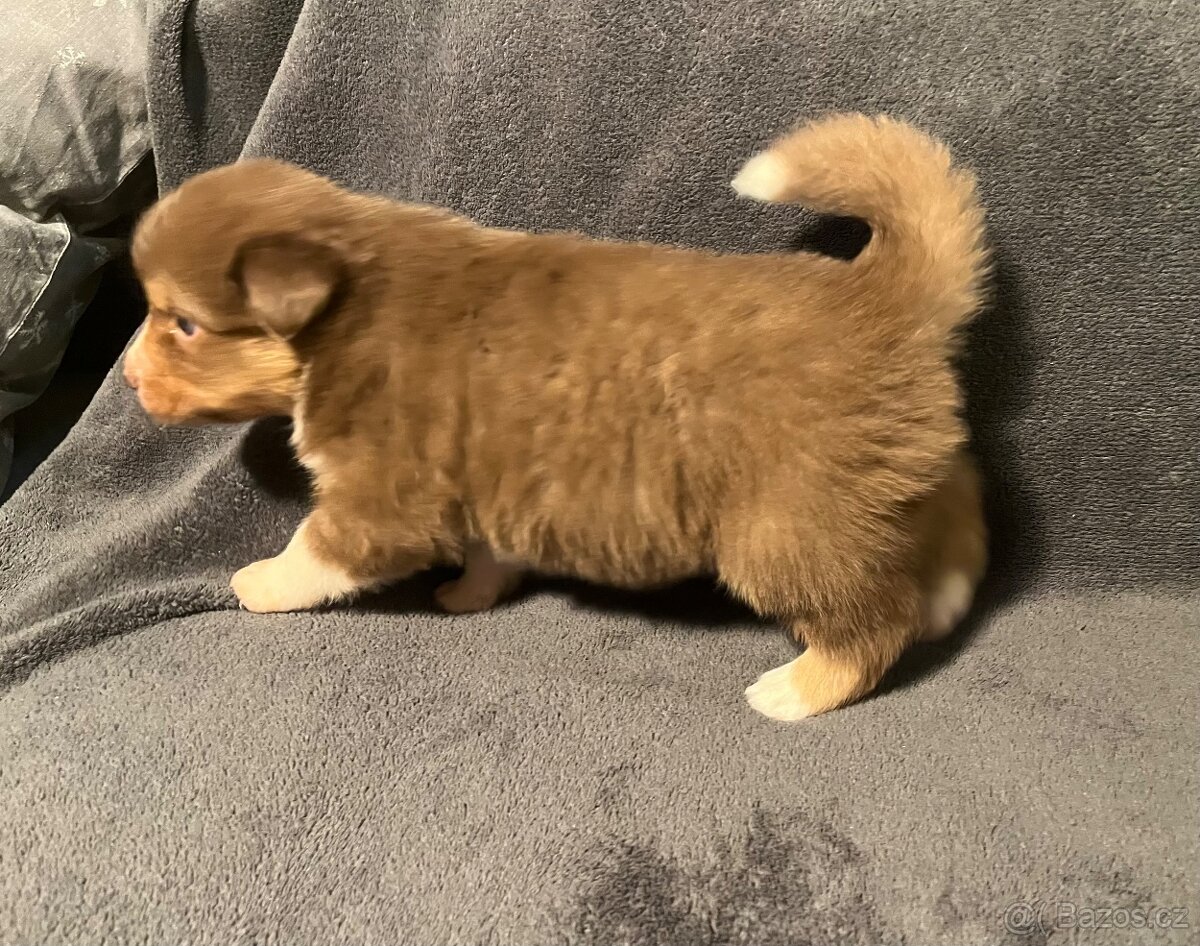 Australský ovčák s PP - štěňata - 2