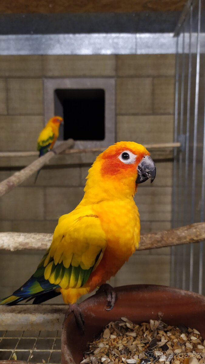 Aratinga sluneční - 2