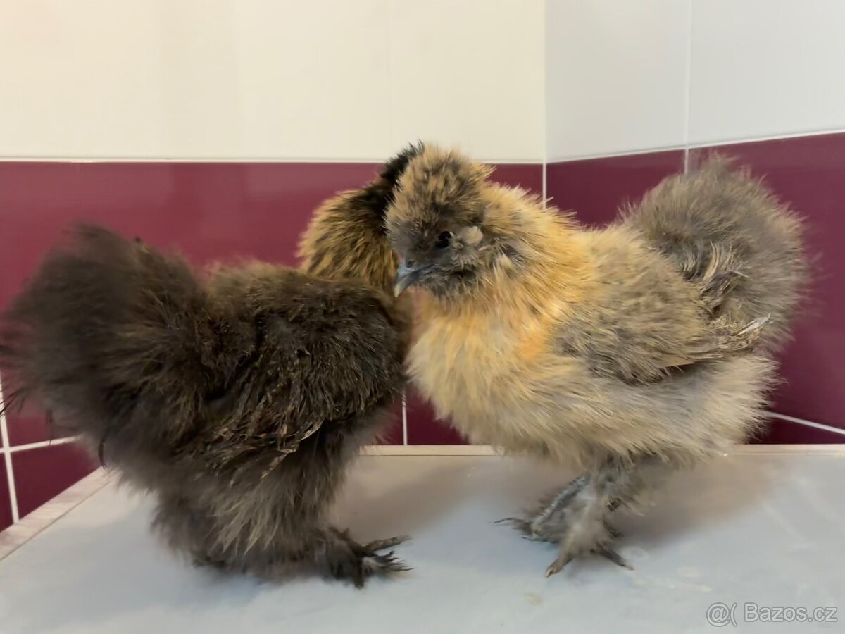 Hedvabnicka velka - 2