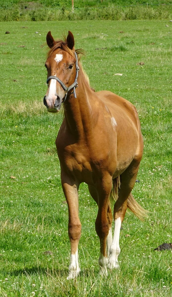 Prodám valacha Kůň Kinský, - 2