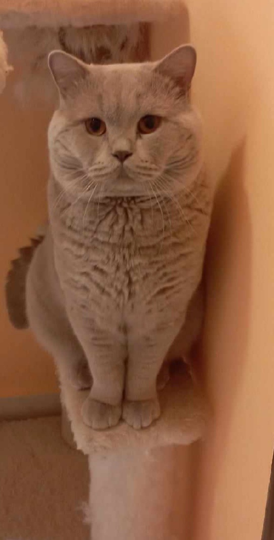 Britský Lila Kocour ke krytí - 2