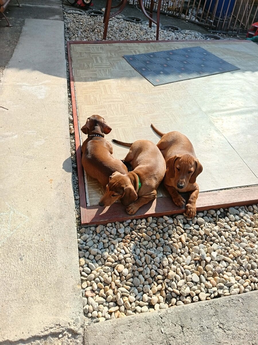 Jezevčík hladkosrstý standart - 2