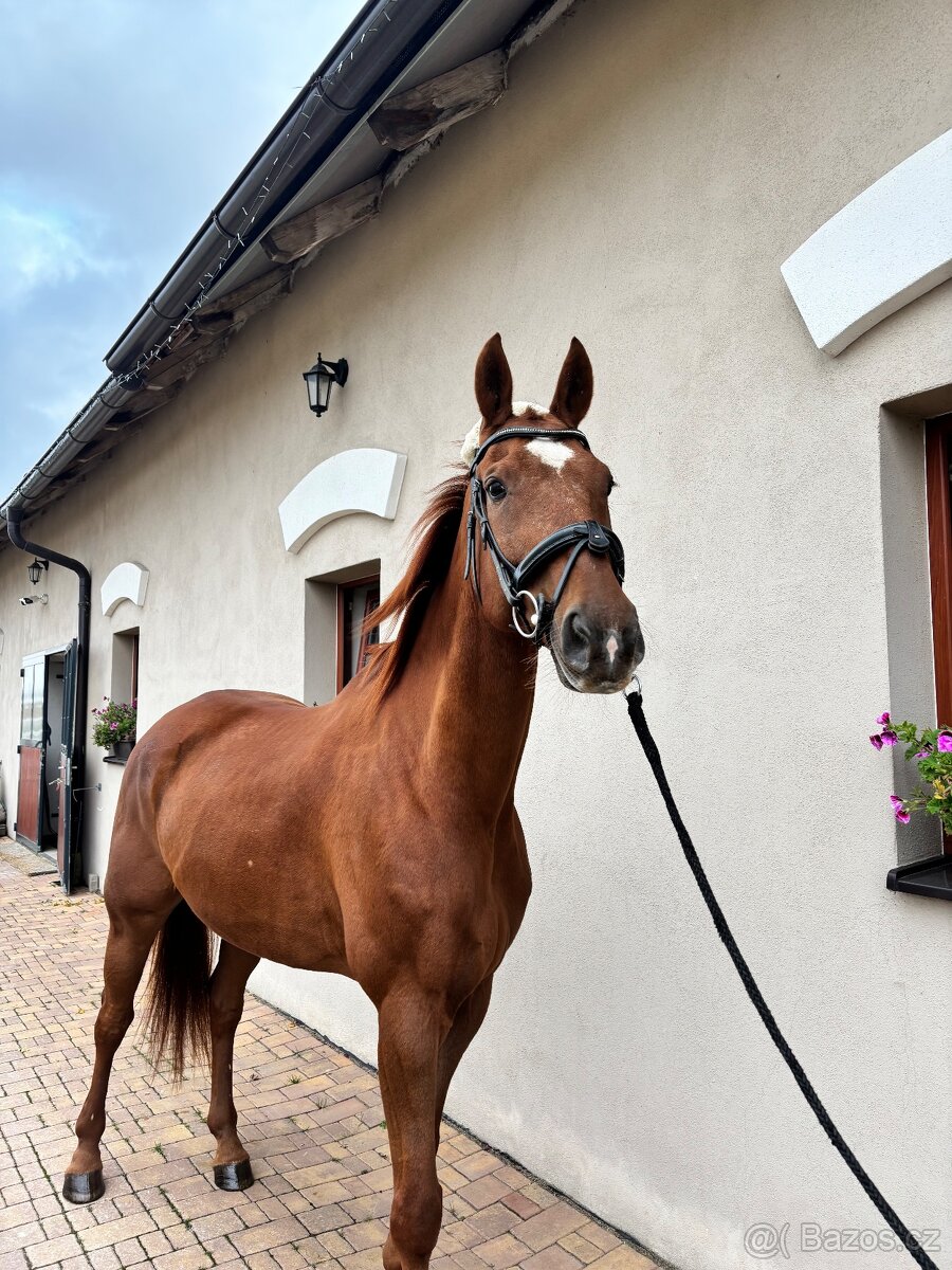 Valach po Aristo Z - 2