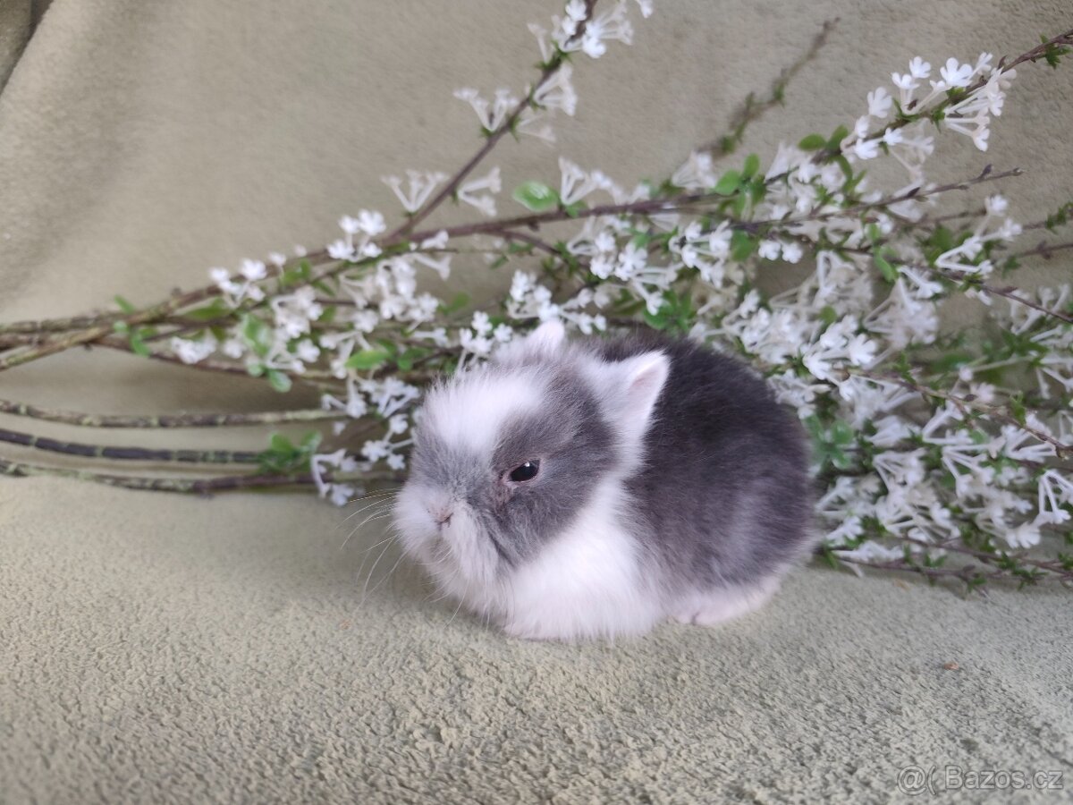 Nádherný Teddy sameček s VP - 2