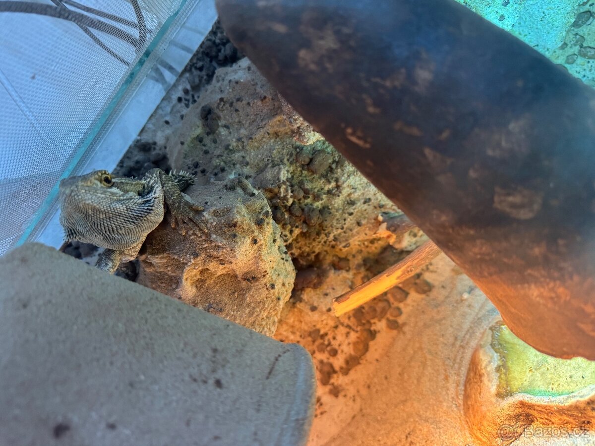 Prodam Agamu + terarium - 2