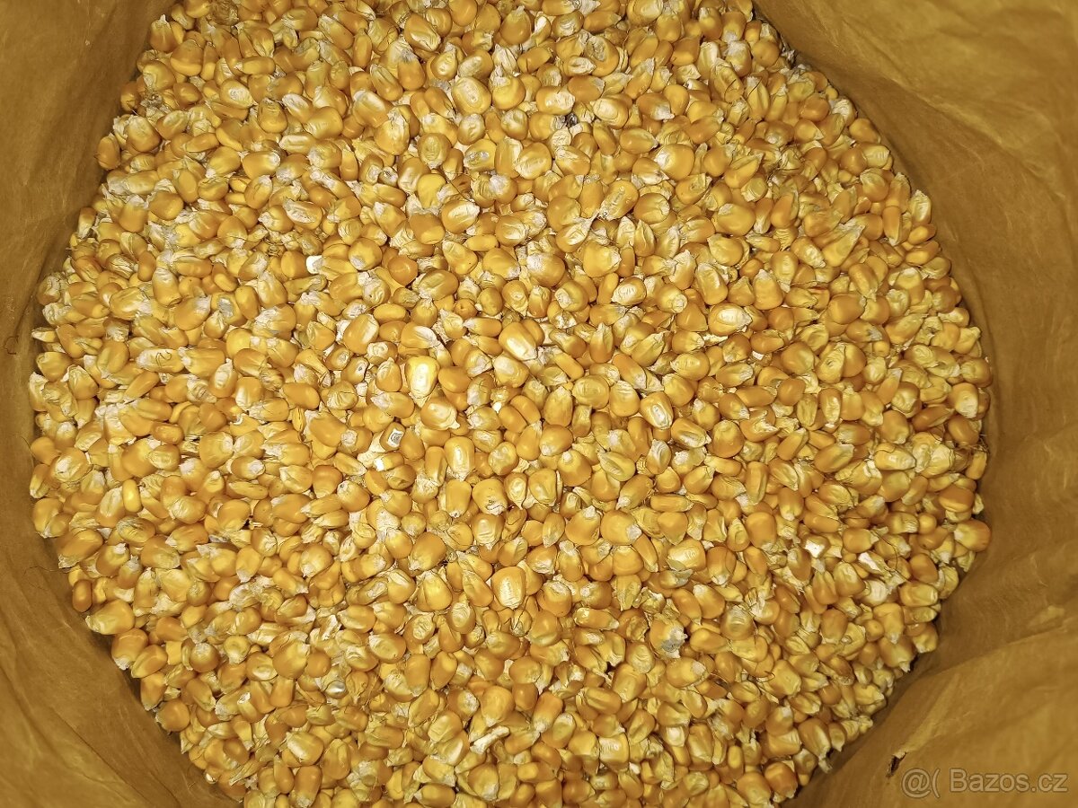 Kukuřice - 2