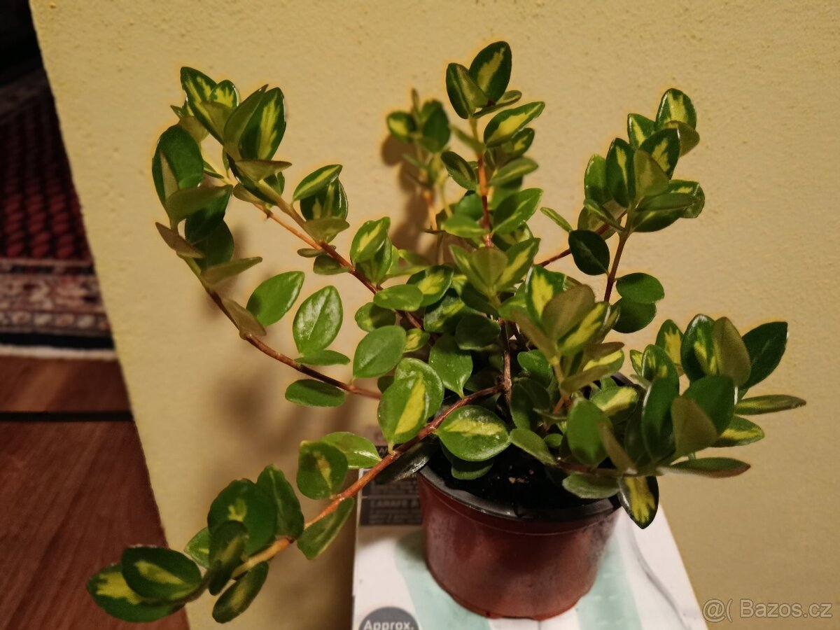 Nematanthus panašovaný - 2