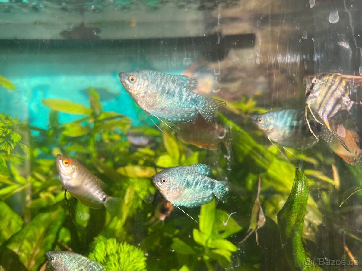 Čichavec modrý (cosby) - 2