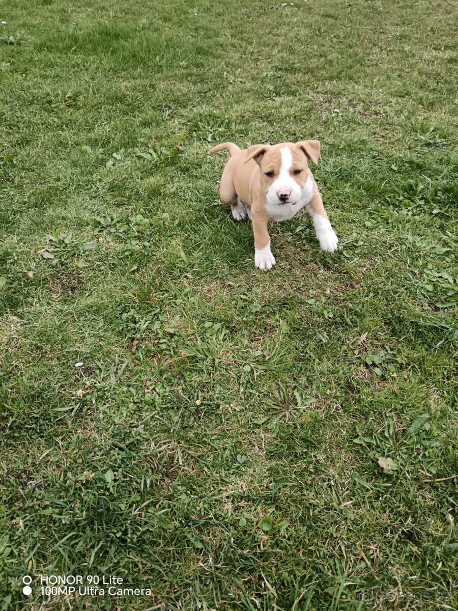 Americký stafordšírský teriér - 2