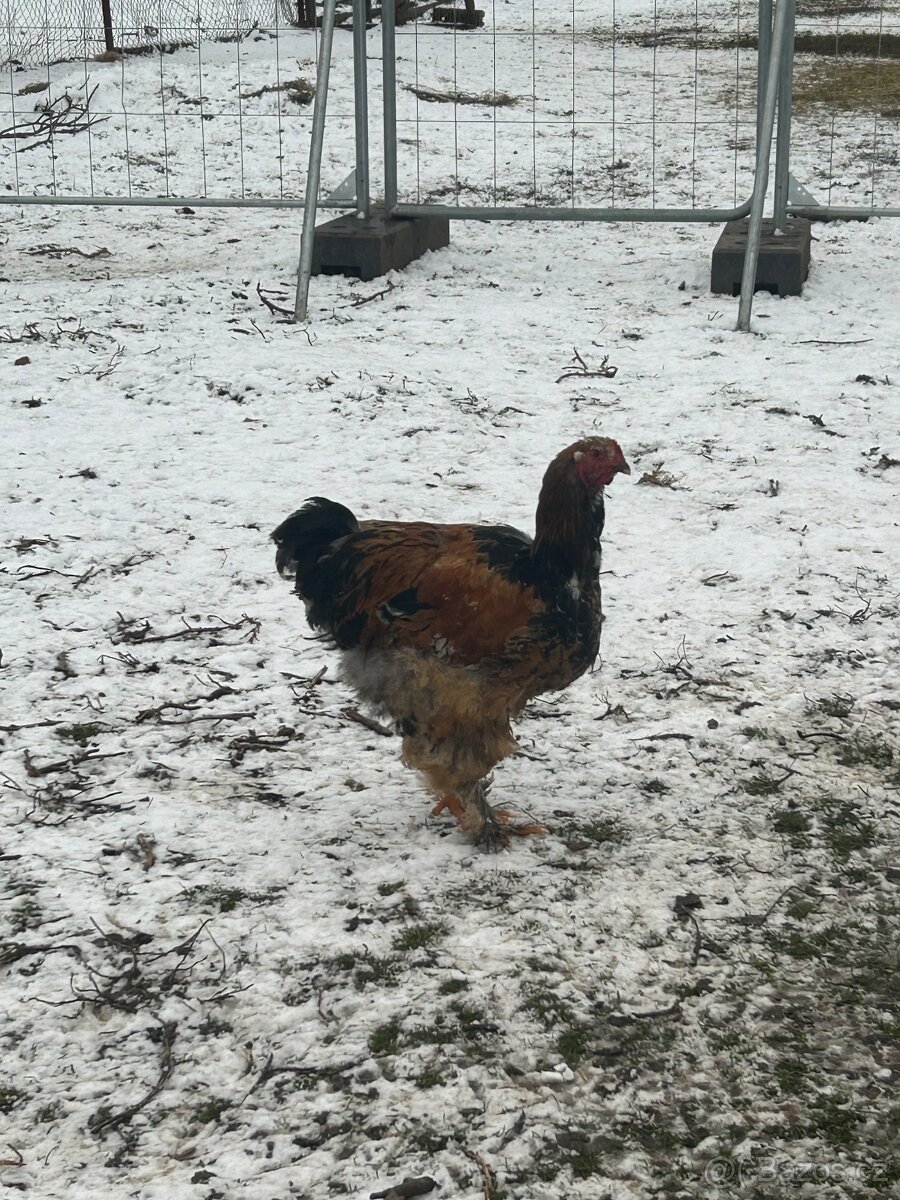 Brahmánka porcelánová - 2