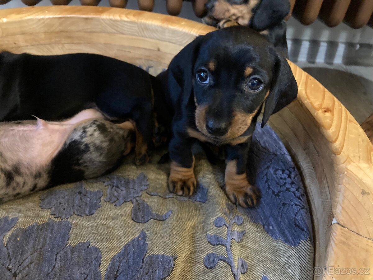 Jezevčík trpasličí krátkosrstý - 2