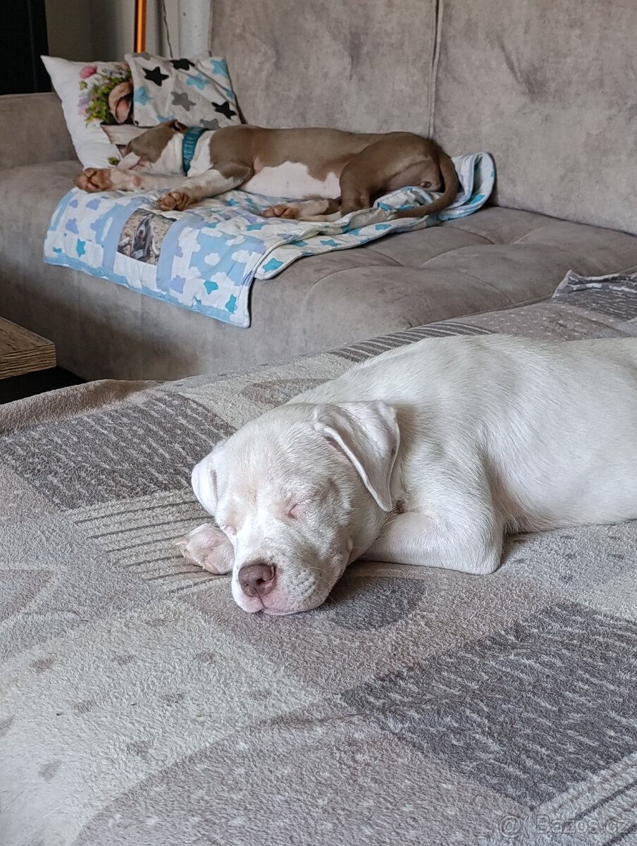 American Bully XL originální původní krev rodokmen ABKC USA - 2