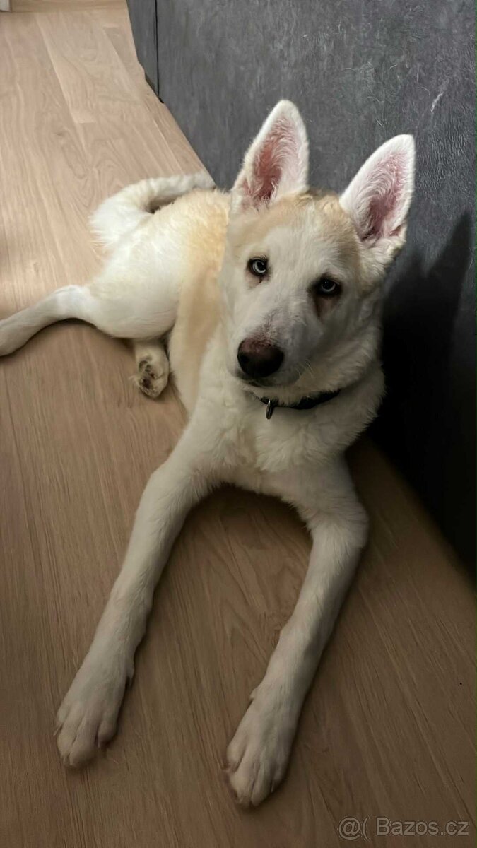 Štěně Husky s PP - 2