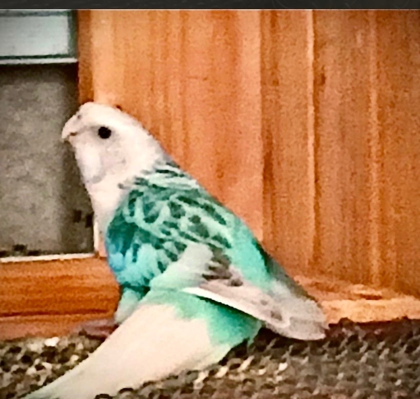 Rosela pestrá modrá pastelová - 2