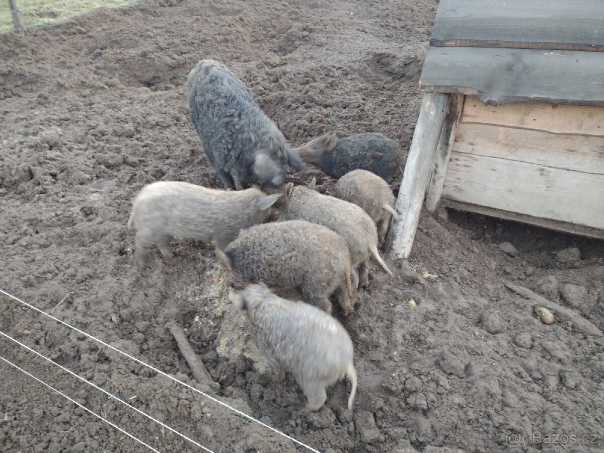 Selata mangalice - 2