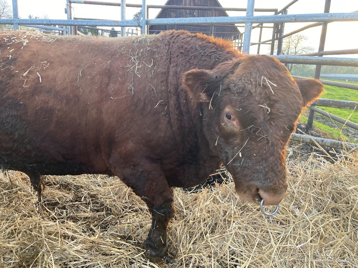 plemenný býk dexter - 2