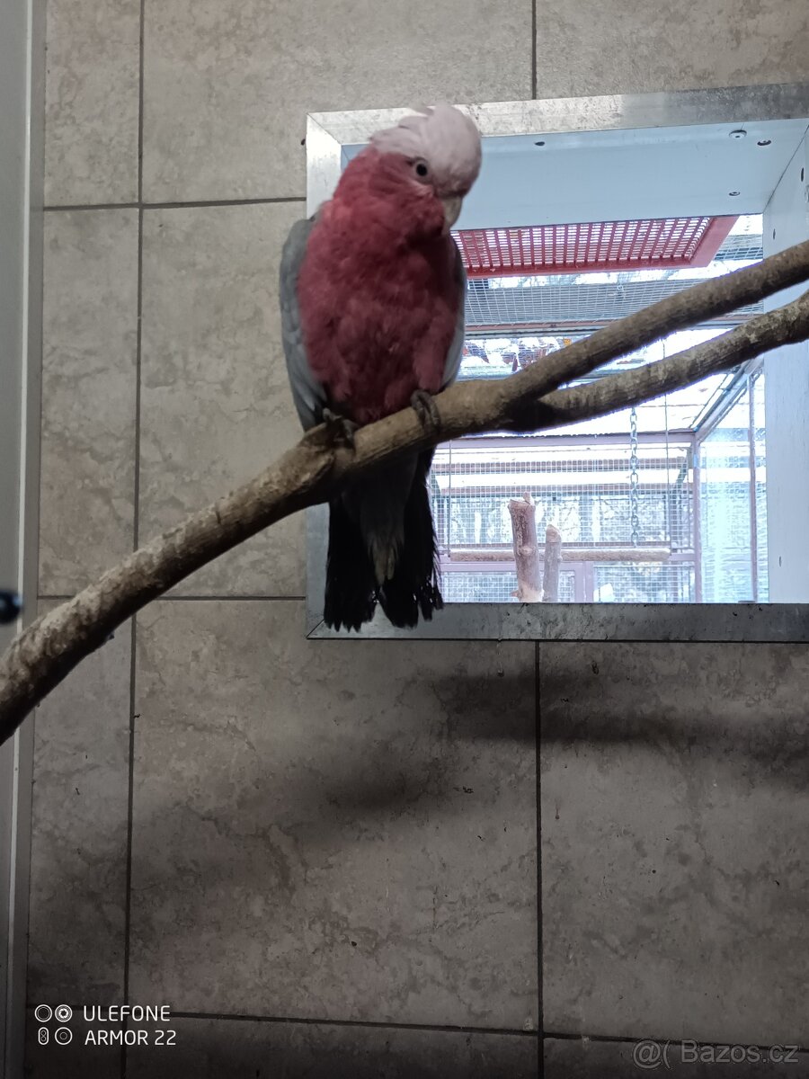 Kakadu růžový - 2