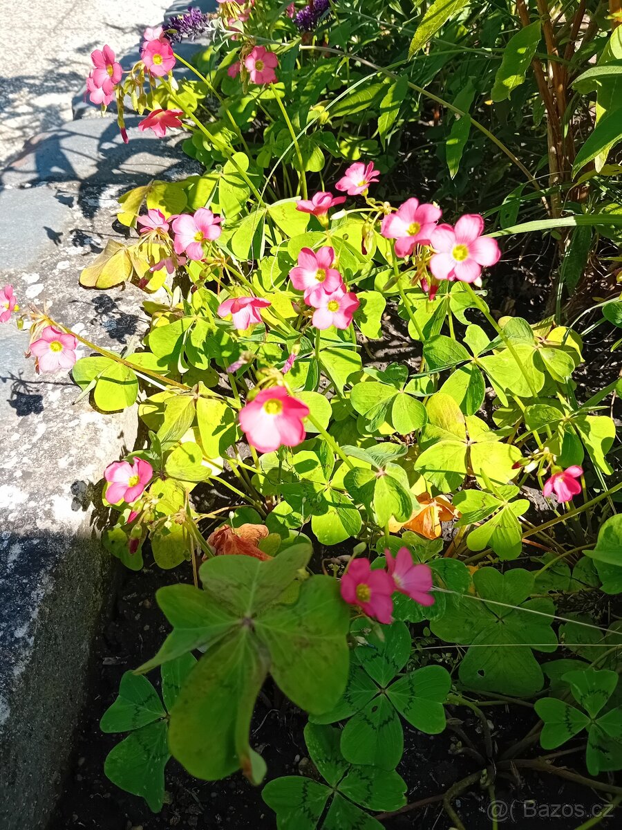 Oxalis - čtyřlístek - 2