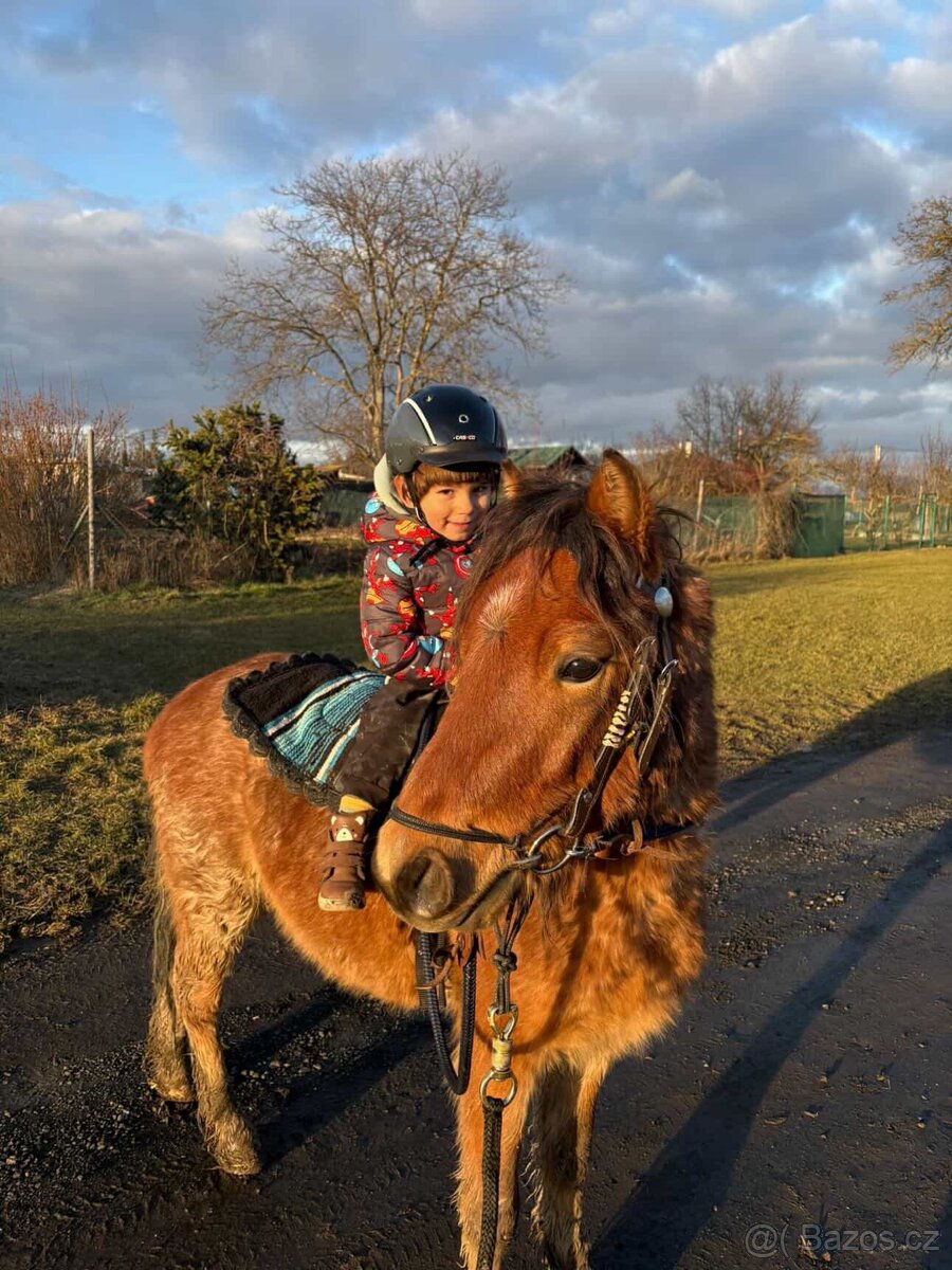 Welsh Pony Valach - 2