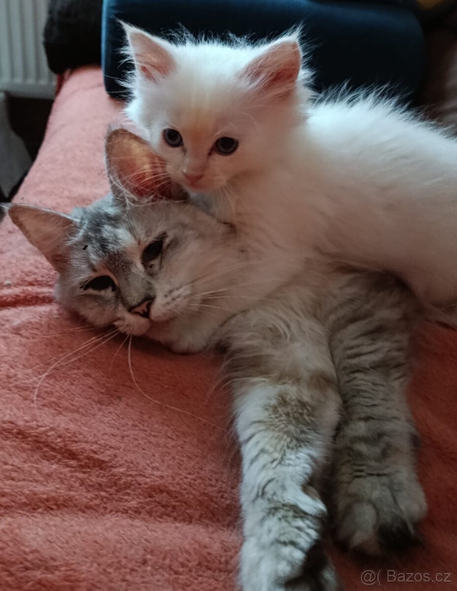 Ragdoll - 2