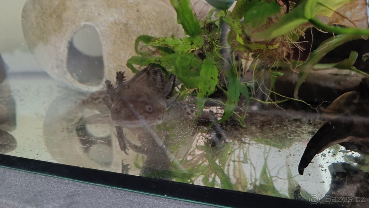 Axolotl + všechno vybavení - 2