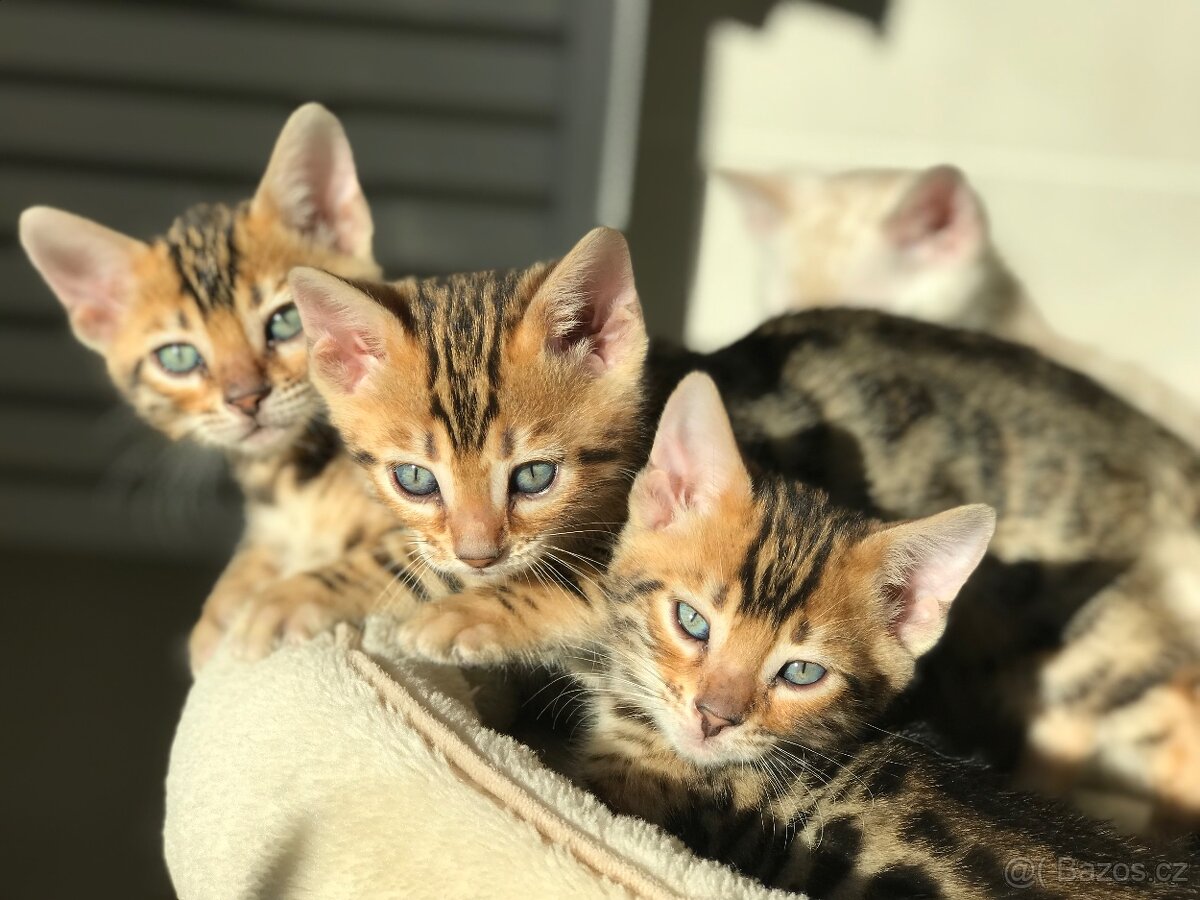 Bengálská koťata - 2