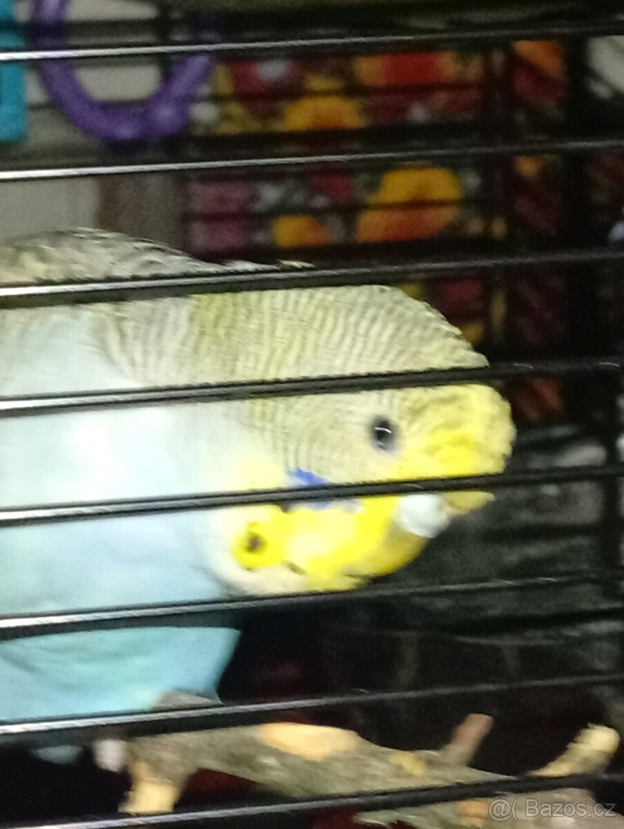 Prodam andulky🦜🦜 - 2