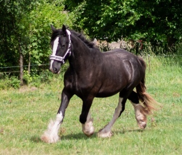 Shire horse klisna - 2
